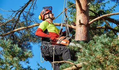 Tree Surgery
