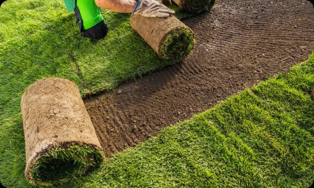 landscaping expert installing natural grass turf in a home garden