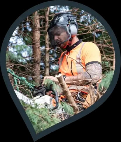 a tree surgeon cutting the branches of an evergreen tree
