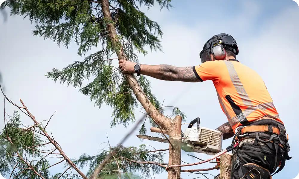 a tree surgeon performing some crown reduction on a tree