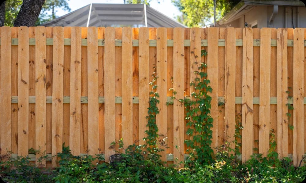 A brand new wooden fence with ivy