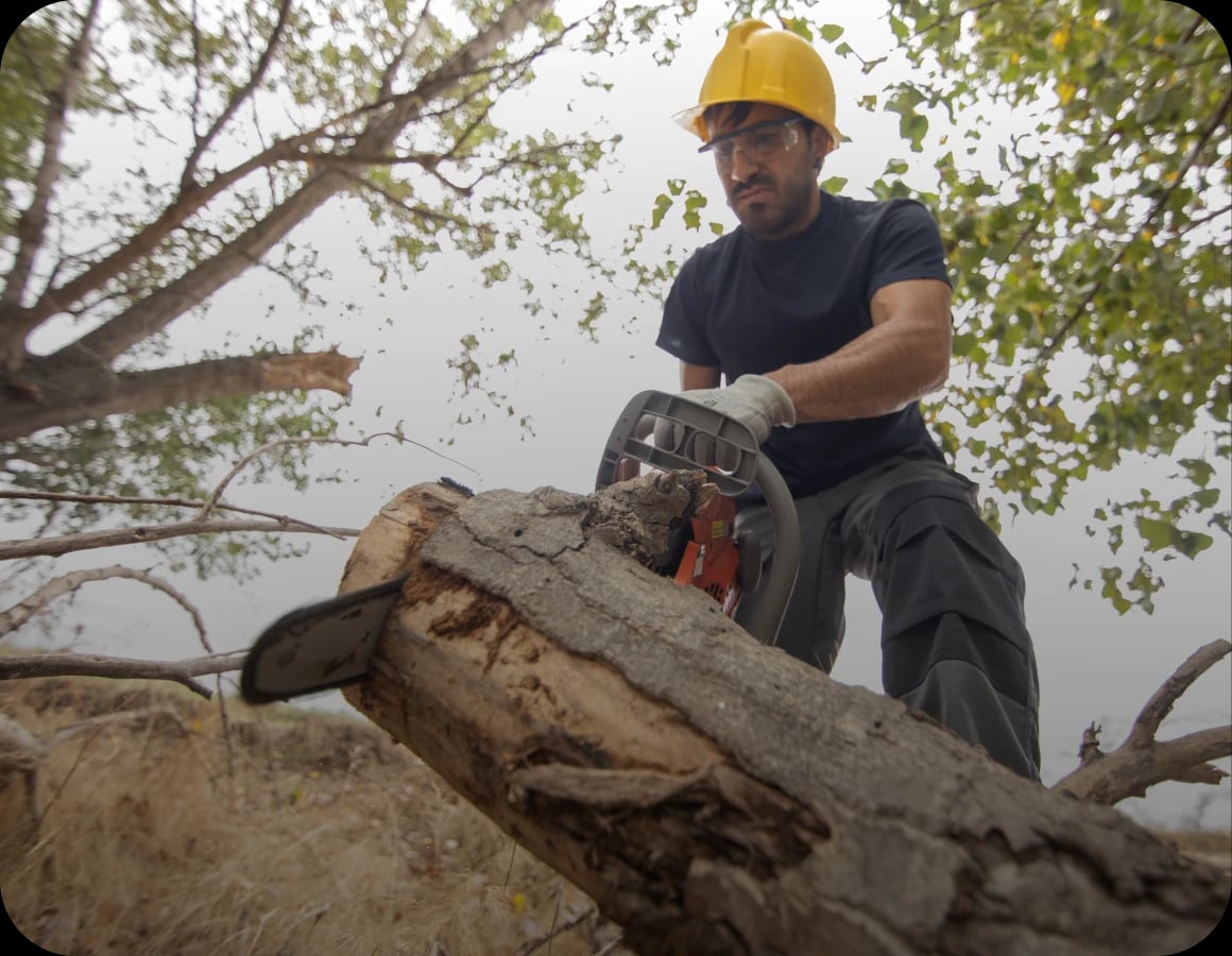 Tree Removal Cost UK