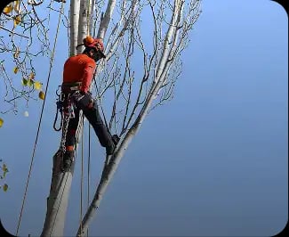 What is a tree surgeon?