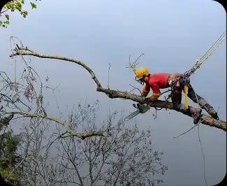 How much does it cost to remove a tree?