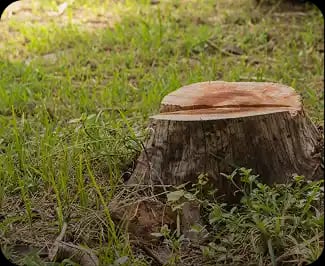 How to remove a tree stump