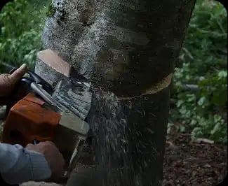  What is an arborist?