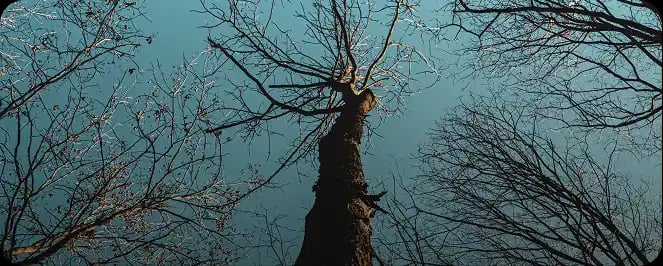  How to tell if a tree is dying