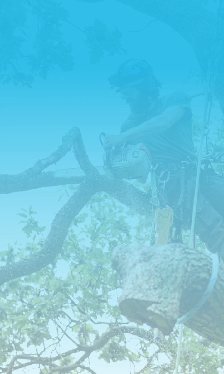 Tree Surgeon Hanging From a Tree trimming branches with a chainsaw