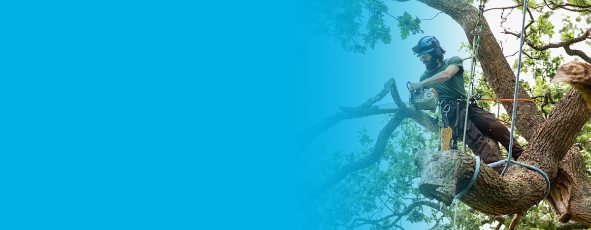 Tree Surgeon Hanging From a Tree trimming branches with a chainsaw