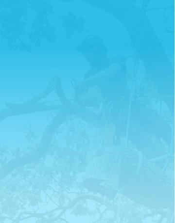 Tree Surgeon Hanging From a Tree trimming branches with a chainsaw
